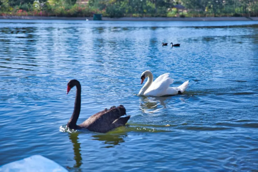 FLC Zoo Safari Park Admission Ticket | Quy Nhon